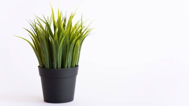 Yeşil çim izole beyaz arka plan üzerinde siyah vazo içinde