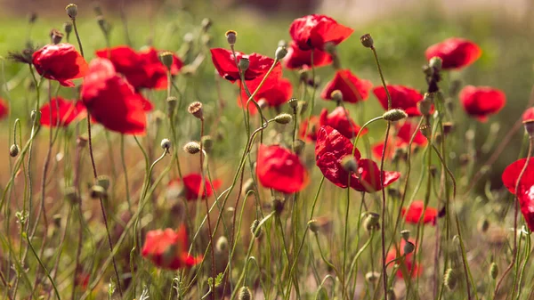 stock image Red poppies in the meadow