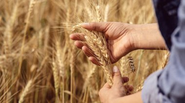 Tarlada buğday mahsulüne dokunan bir kadın eli