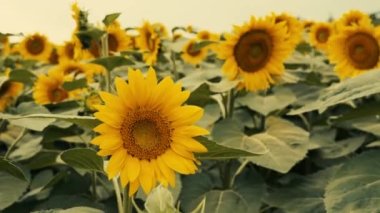 Güneşli bir yaz gününde ayçiçeği tarlasında büyüyen ayçiçeği..