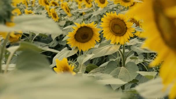 Slunečnice Rostoucí Poli Slunečnice Během Pěkného Slunečného Letního Dne — Stock video