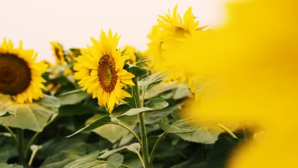 Floarea Soarelui Creștere Într Câmp Floarea Soarelui Timpul Unei Zile — Videoclip de stoc