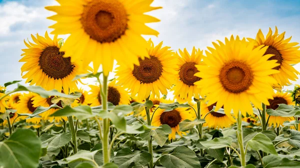 Stock image Sunflower growing in a field of sunflowers during a nice sunny summer day.