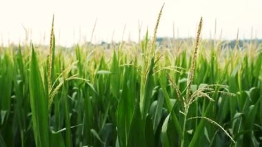 Mısır arka planında yeşil mısır tarlası.