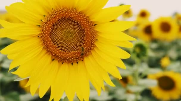Sunflower Growing Field Sunflowers Nice Sunny Summer Day — Stock Video