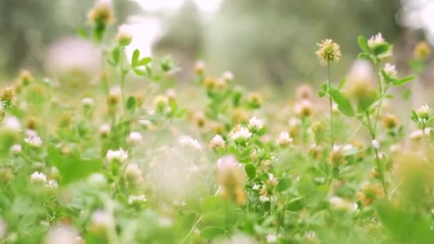 Diverses Fleurs Sauvages Dans Prairie — Video