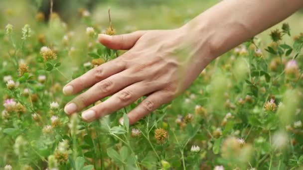 Main Féminine Touche Fleur Sauvage Dans Prairie — Video