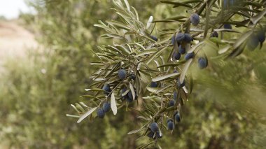 Zeytinli zeytin ağacı