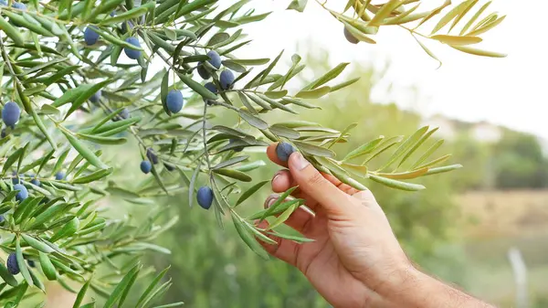 Zeytinli zeytin ağacı