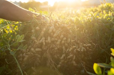 Tarlada kök salmış taze fıstık toplayan bir çiftçi. Arka planda, günbatımının altında tarımsal faaliyet gösteren yeşil yer fıstığı bitkileri yer alıyor..