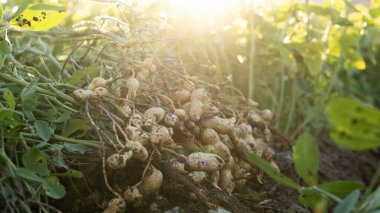 Fıstık tarlası ve yer fıstığı arka planda sunuluyor.