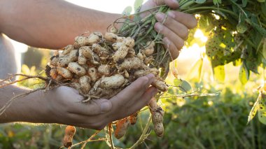 Tarlada kök salmış taze fıstık toplayan bir çiftçi. Arka planda, günbatımının altında tarımsal faaliyet gösteren yeşil yer fıstığı bitkileri yer alıyor..