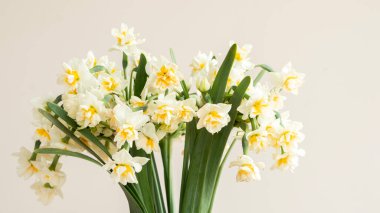 Beyaz arka planda beyaz sarı nergislerden oluşan yemyeşil buket.