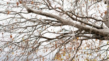 Ağaç, kabuk yakın çekim. Ormandaki ağaç kabuklarının doğal bir arka plan için yakın plan görüntüleri. Doğa. Ayrıntılar. Arkaplanı bulanık olan ağaç gövdesine odaklan