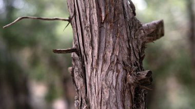 Tree, bark close-up. Close-up of tree bark in the forest for a natural background. Nature. Details. Focus on tree trunk with blurred background clipart