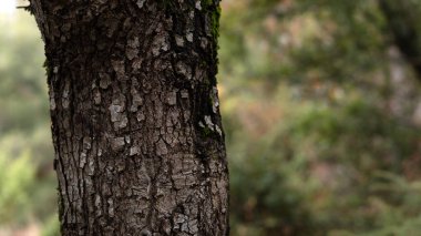 Ağaç, kabuk yakın çekim. Ormandaki ağaç kabuklarının doğal bir arka plan için yakın plan görüntüleri. Doğa. Ayrıntılar. Arkaplanı bulanık olan ağaç gövdesine odaklan