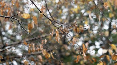 Şiddetli yağmurdan sonra su damlacıklarıyla kaplı bir ağaç dalı.