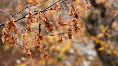 Şiddetli yağmurdan sonra su damlacıklarıyla kaplı bir ağaç dalı.