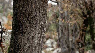 Tree, bark close-up. Close-up of tree bark in the forest for a natural background. Nature. Details. Focus on tree trunk with blurred background clipart