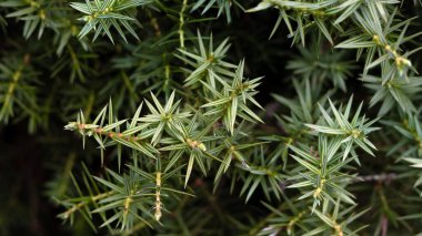 Çam ağacı dalları yakın plan. Parlak yeşil çam yaprağı. Kırmızı çam bitkisi..
