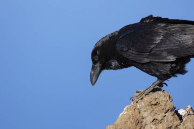 Kanarya Adaları 'ndaki La Palma Adası' nda çekilmiş, mavi gökyüzü arkaplanı olan bir kayanın üzerinde siyah bir kuzgun portresi..