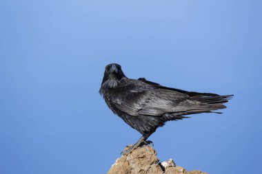 Kanarya Adaları 'ndaki La Palma Adası' nda çekilmiş, mavi gökyüzü arkaplanı olan bir kayanın üzerinde siyah bir kuzgun portresi..