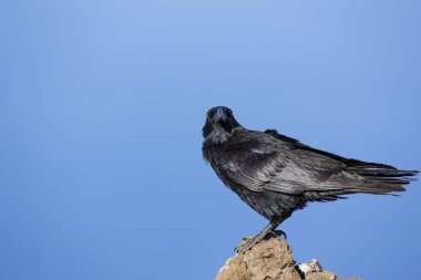 Kanarya Adaları 'ndaki La Palma Adası' nda çekilmiş, mavi gökyüzü arkaplanı olan bir kayanın üzerinde siyah bir kuzgun portresi..