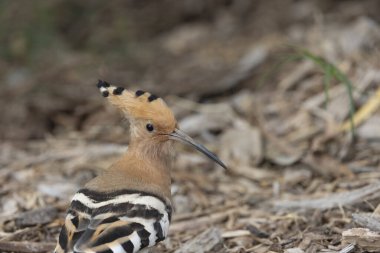 Avrasya Hoopoe (Upupa epops) Kanarya Adaları 'ndaki Tenerife adasında çekilmiştir..