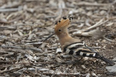 Avrasya Hoopoe (Upupa epops) Kanarya Adaları 'ndaki Tenerife adasında çekilmiştir..