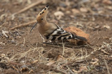 Avrasya Hoopoe (Upupa epops) Kanarya Adaları 'ndaki Tenerife adasında çekilmiştir..