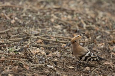 Avrasya Hoopoe (Upupa epops) Kanarya Adaları 'ndaki Tenerife adasında çekilmiştir..