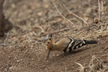 Avrasya Hoopoe (Upupa epops) Kanarya Adaları 'ndaki Tenerife adasında çekilmiştir..