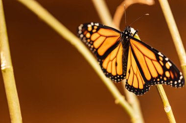 Tenerife, Kanarya Adaları 'nda yeni doğan kral kelebeği.