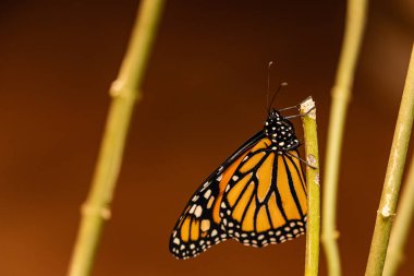 Tenerife, Kanarya Adaları 'nda yeni doğan kral kelebeği.