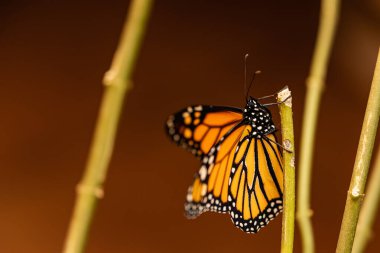 Tenerife, Kanarya Adaları 'nda yeni doğan kral kelebeği.