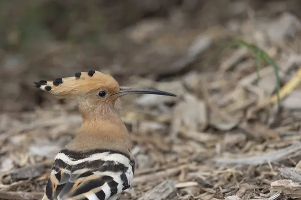 Avrasya Hoopoe (Upupa epops) Kanarya Adaları 'ndaki Tenerife adasında çekilmiştir..