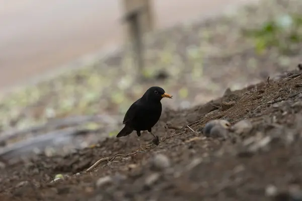 Yaygın karatavuk (Turdus merula), Kanarya Adaları 'ndaki Tenerife adasında fotoğraflandı.
