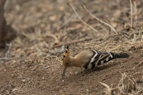 Avrasya Hoopoe (Upupa epops) Kanarya Adaları 'ndaki Tenerife adasında çekilmiştir..