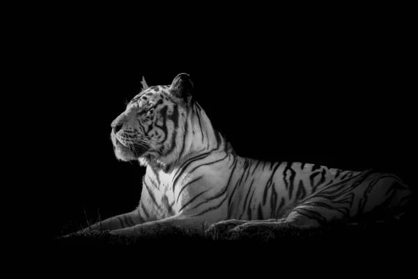 Bengal beyaz kaplan, düşük anahtar (Panthera tigris tigris)
