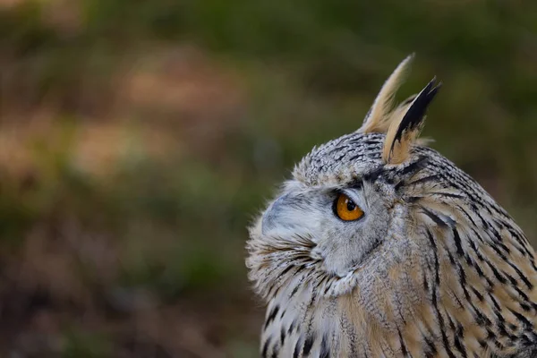 Bengalensis kartal baykuş portre.