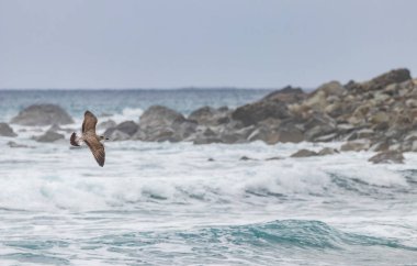 Büyük yelkovan (Ardenna gravis) İspanya 'nın Kanarya Adaları, Tenerife' nin kuzey kıyısında uçar..