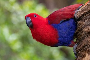 Ağaçlarda dişi Eclectus papağanı (Eclectus roratus) portresi.