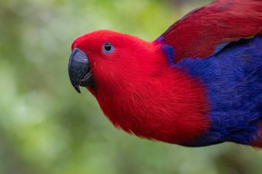 Ağaçlarda dişi Eclectus papağanı (Eclectus roratus) portresi.
