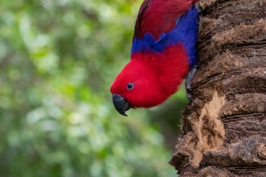 Ağaçlarda dişi Eclectus papağanı (Eclectus roratus) portresi.