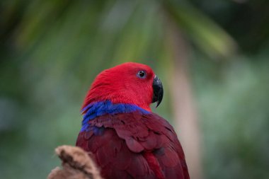 Ağaçlarda dişi Eclectus papağanı (Eclectus roratus) portresi.