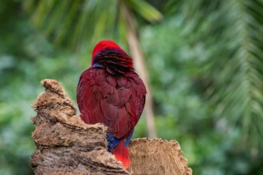 Ağaçlarda dişi Eclectus papağanı (Eclectus roratus) portresi.