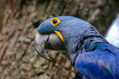 Tenerife 'de Sümbül papağanı portresi