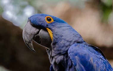 Tenerife 'de Sümbül papağanı portresi