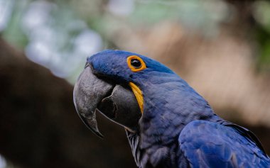 Tenerife 'de Sümbül papağanı portresi