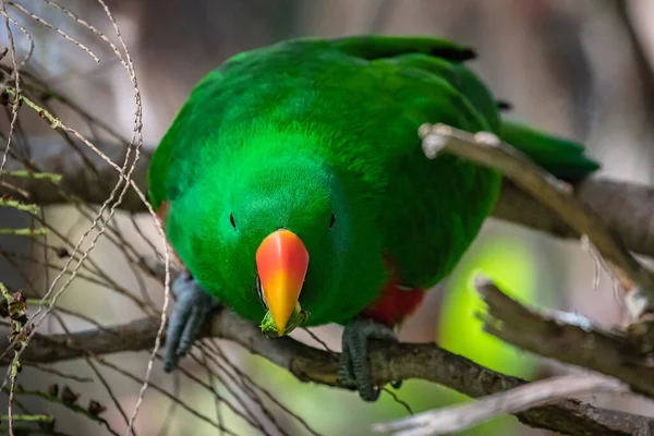 Ağaçlarda erkek Eclectus papağanı portresi (Eclectus roratus).
